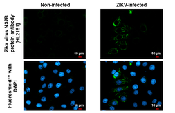 Anti-Zika virus NS2B protein antibody [HL2151] used in Immunocytochemistry/ Immunofluorescence (ICC/IF). GTX638129